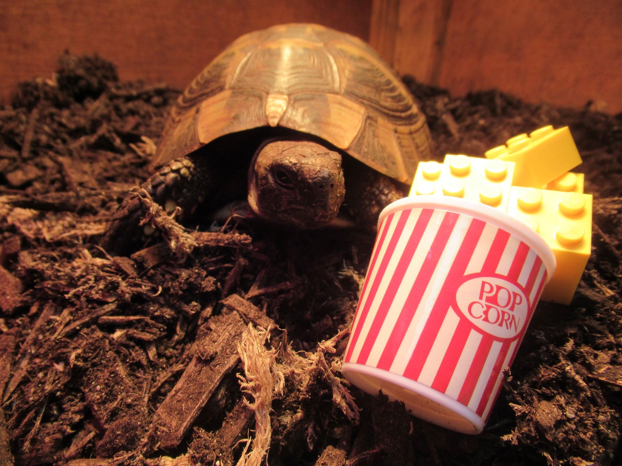Oscar with popcorn